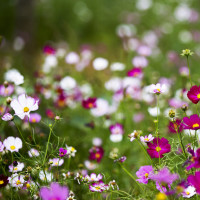 冯提莫在天天向上唱再见前任追光者很好听