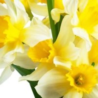 第五人格:芒果被红蝶针对,难道是因为太帅了吗