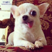 河南方言搞笑配音秀:村里办运动会,比啥不好比