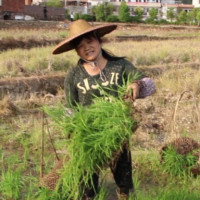 农村钟姐的个人频道