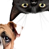 灵灵四肚子疼快生了,布拉泥六神无主,竟然是一