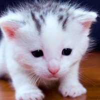 温暖的弦:留睿手机一响,温柔尴尬了,留睿竟把手