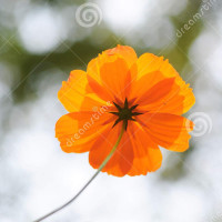 赛罗奥特曼VS黄金赛文奥特曼,奥特曼格斗进化