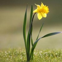 农村小哥变废为宝,塑料桶改造成捕猎神器,野猴