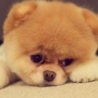 手机评测:iPhoneXS Max和魅族16+对比,这差距