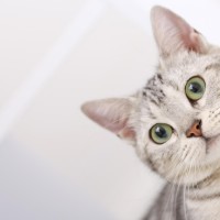 容祖儿恶搞《渡情》嗯哼差点被气到崩溃,这段