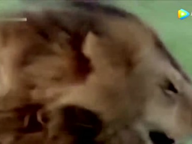自然界中的残忍，刚出生的斑马胎衣未脱尽，就被狮子残忍的杀害！