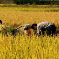 宝宝巴士美食总动员-顽皮的汉堡在盘子里唱歌