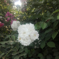 《蜘蛛侠3》毒液与2018年独立电影《毒液:致