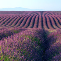 汪汪队立大功:亚力上学