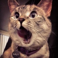 农村四哥 王四爸爸又在做好吃的,王四不知道去