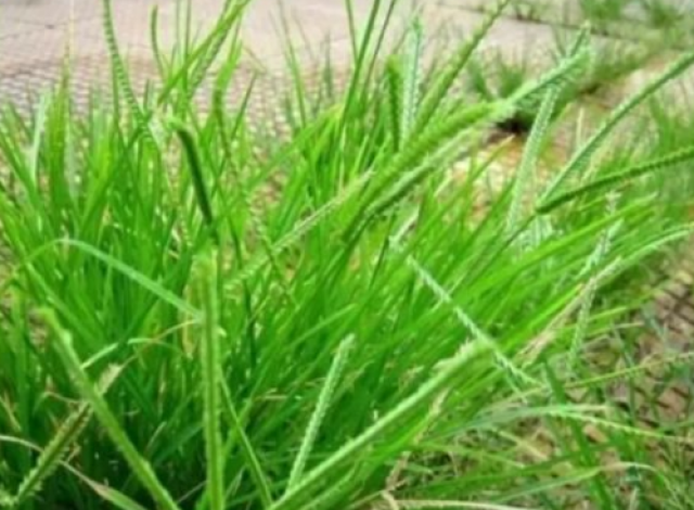 OPPO宣新任印度总裁 欲推市场竞争力