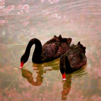 教你一招,苹果手机开启位置记录功能,朋友去过