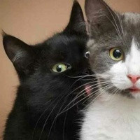 最近这个视频火了,爆笑放鞭炮,简直太有意思了