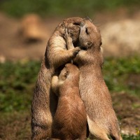 爆笑四川话配音:奥特曼还恐高?你确定你不是在