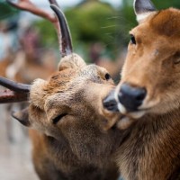 郭德纲背报菜名:烧花鸭、烧雏鸡、烧子鹅,不能