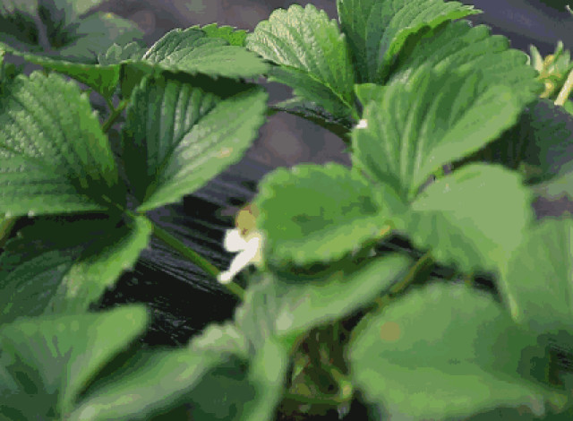 苹果2018新机谍照 眼尖网友发现蹊跷