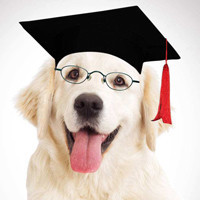 智慧狗的个人频道