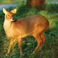 武林风:武僧一龙被美国悍将狂揍,绝地反击一拳