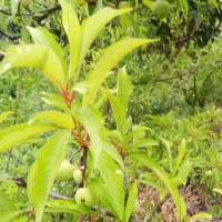 电视剧《归去来》主题曲《念念不忘》MV浪漫