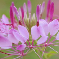绝地求生四川话搞笑视频: 小伙玩刺激战场, 没想