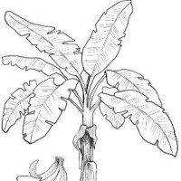 芭蕉林电影说的个人频道