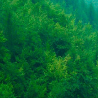 陈翔六点半:懒惰父子 互相比懒