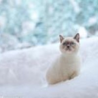 张智霖袁咏仪打麻将被大家称是贼公贼婆,说出