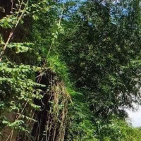 杨钰莹参加天天向上节目,童年照片曝光,现场一