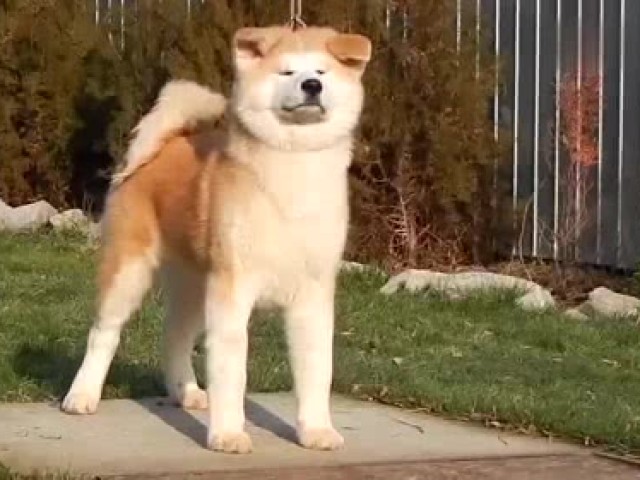 女生力气也不是一般大啊,金毛就这样被她抱起