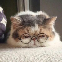 还是买不起?苹果5G手机明年要来了:继续涨价