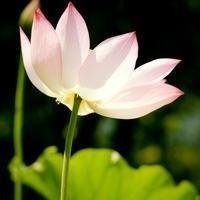 吃鸡全网最火手指舞,了解一下
