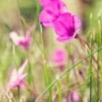 天门山飞人,张家界