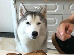 金毛狗狗玩无赖,堵着猫咪的门口收费,金毛:一次