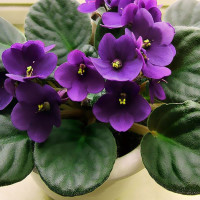 金晨迪丽热巴撞衫,谁胖谁尴尬,电梯超重才更尴