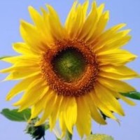 睡衣小英雄: 猫头鹰女放弃比赛,小英雄们联手击