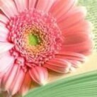 美女小姐姐穿短裙直播跳舞,好美!