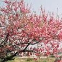 冒险动画片《早期人类》看原始人如何踢足球的