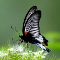 《沙海》张日山和医生小姐姐的故事,摸耳朵的