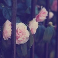 小智被神奇宝贝绑走,莎莉娜一脸蒙了:我以后怎