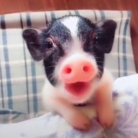 韩国吃播胖哥吃正宗法式马卡龙,小小一个好可