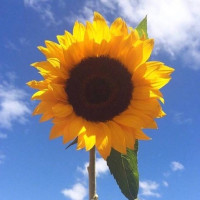 宁婧致远的个人频道