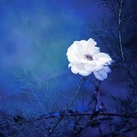 《流星花园》杉菜怀孕四个月被何原姿害流产,