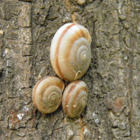 唐嫣 明星制片人微计划 - 民宿接待员