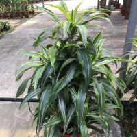 网曝王丽坤年龄造假,实际年龄比林更新大9岁,