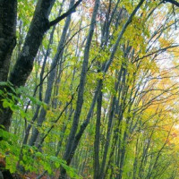 9999元的华为Mate RS保时捷开箱:这就是王思