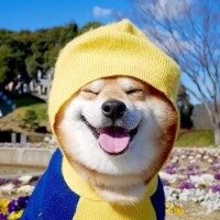 网络神曲《学猫叫》上《中国好声音》, 导师们