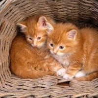 张杰谢娜结婚, 当天视频实拍, 犹如电影一样, 全