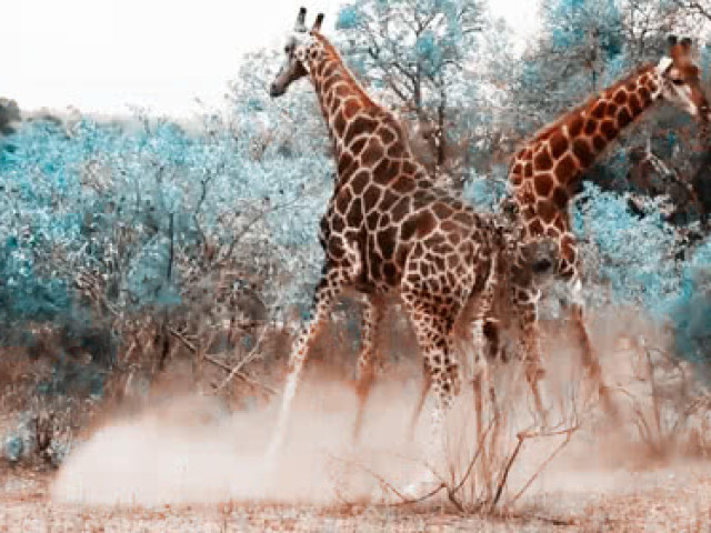 你知道长颈鹿如何打架的吗?看完让人大开眼界,网友: