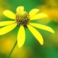 亲子早教益智动画3D消防车救护车警车玩推球